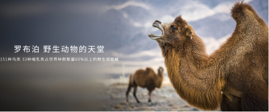 长城皮卡与林科院达成战略合作，正式成为2021罗布泊科考官方工作用车